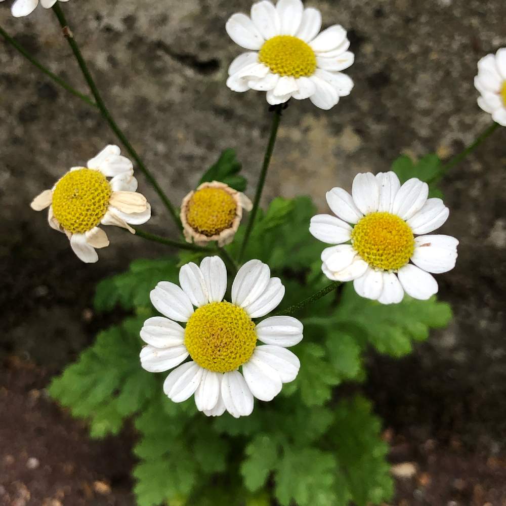 お出かけ先の画像 by ちえぼんさん | お出かけ先とマトリカリアと道端の草花と花のある暮らし