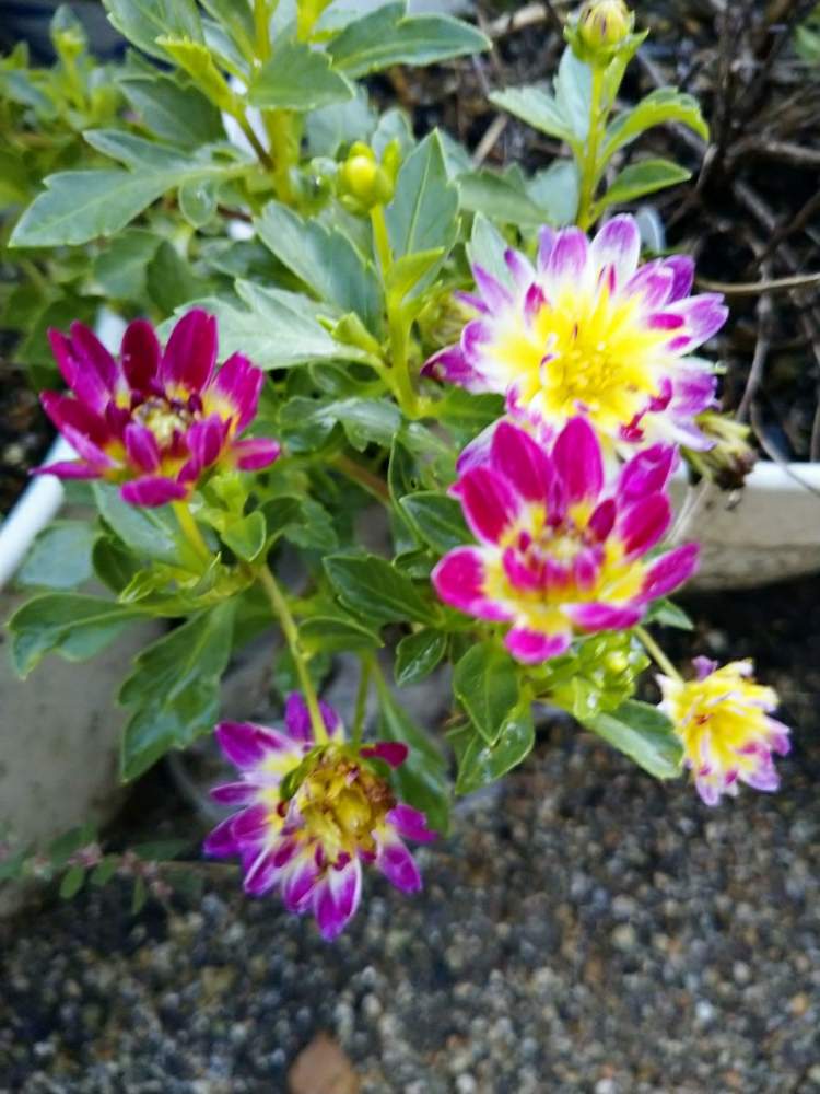 小さな庭の画像 by うさぎさん | 小さな庭と花のある暮らしとダリア☆と癒し系と小さなお花♪
