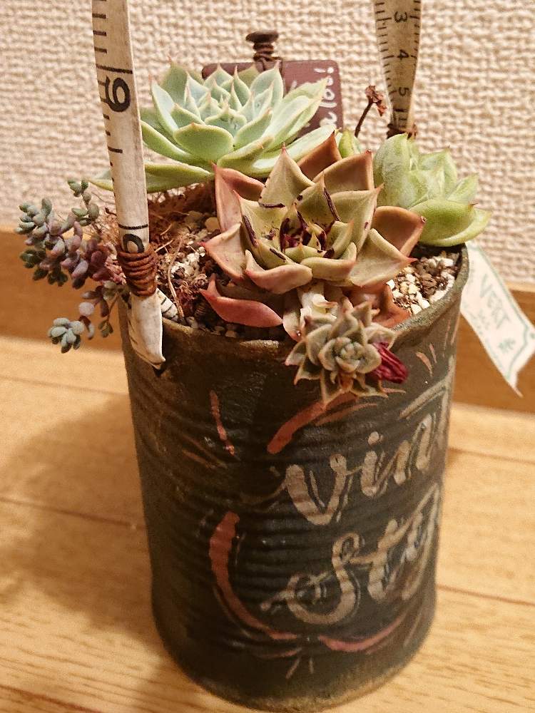 バルコニー/ベランダの画像 by しぃさん | バルコニー/ベランダと多肉植物とmaiちゃんのリメ缶とOMTN©とmaiチャン メジャー缶と成長記録と多肉寄せ植え