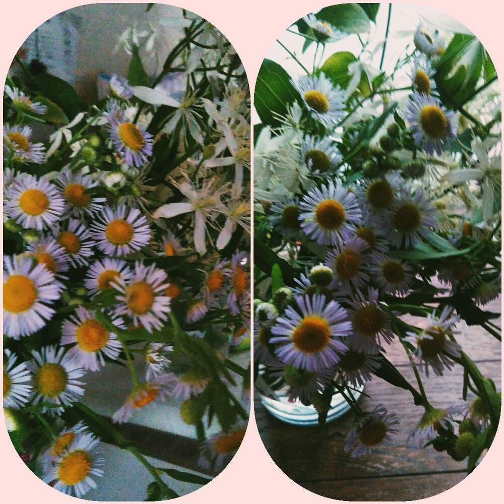 お出かけ先の画像 by A KEさん | お出かけ先と水栽培と観葉植物好きと散歩と生花好きと三重県とドライフラワーアレンジと花のある暮らしと多肉植物好き