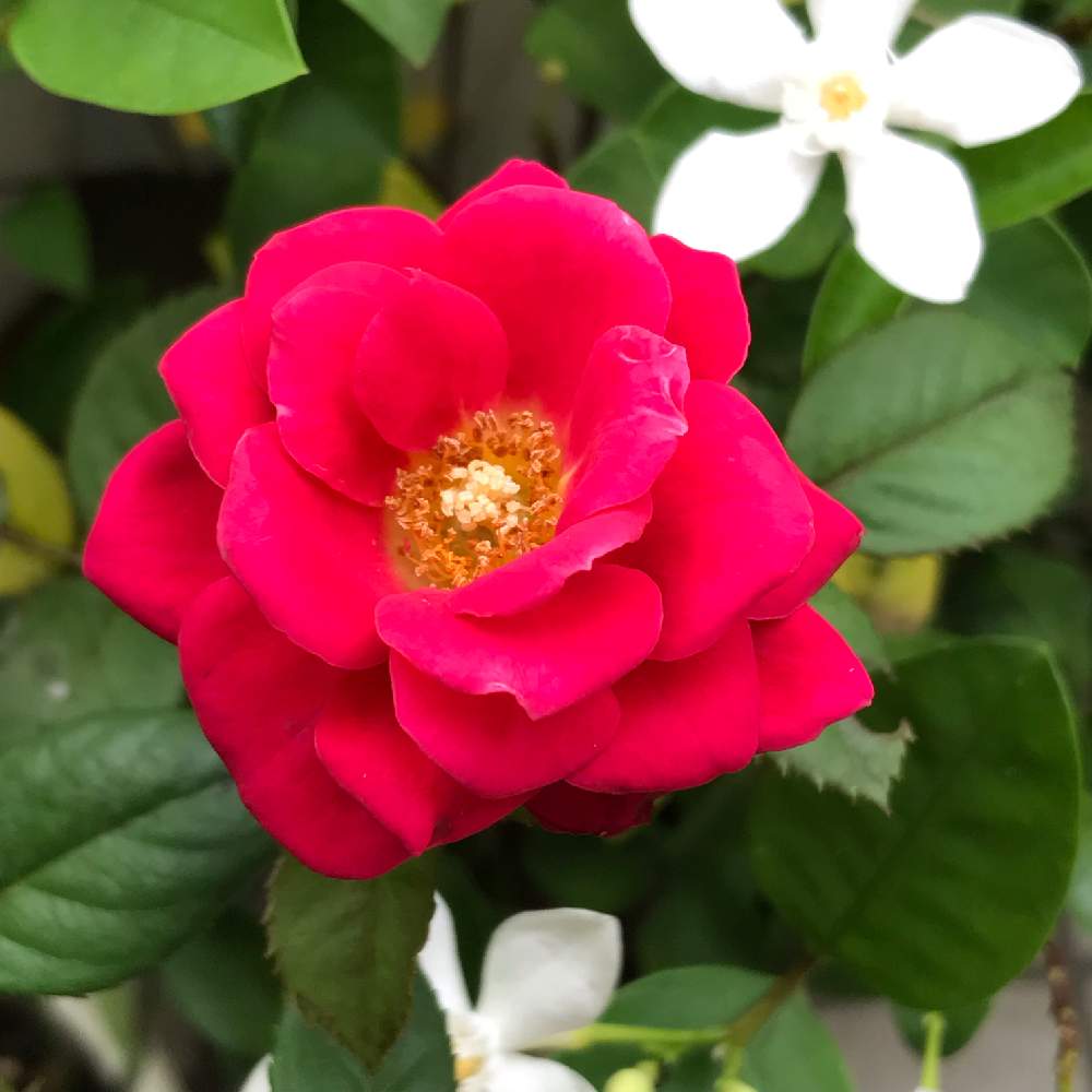 小さな庭の画像 by kiyoさん | 小さな庭と花のある暮らしと花はいいねとアイラブ薔薇