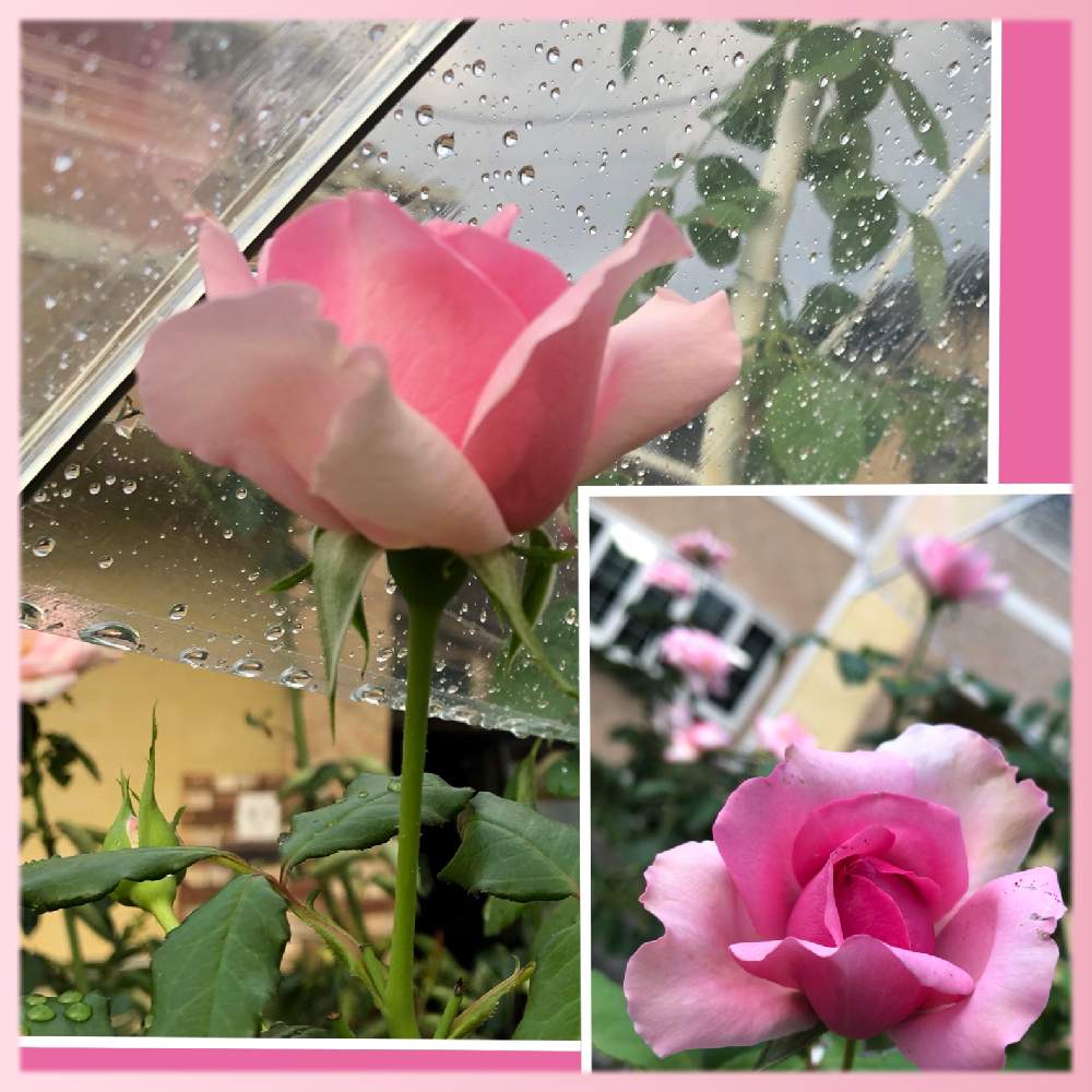 の画像 by kuuさん | 薔薇を楽しむ♡といいかおり(╹◡╹)と手作りの庭と癒し空間とピンクの薔薇★と香りと花のある暮らしと地植え