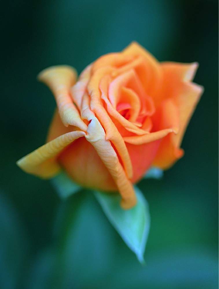小さな庭の画像 by marrieさん | 小さな庭とバラ アシュラムと薔薇♪と植物男子とばら バラ 薔薇