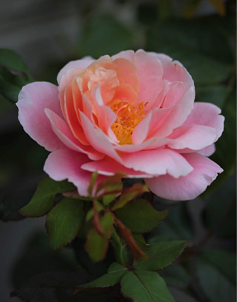 小さな庭の画像 by marrieさん | 小さな庭と薔薇♪と植物男子とばら バラ 薔薇