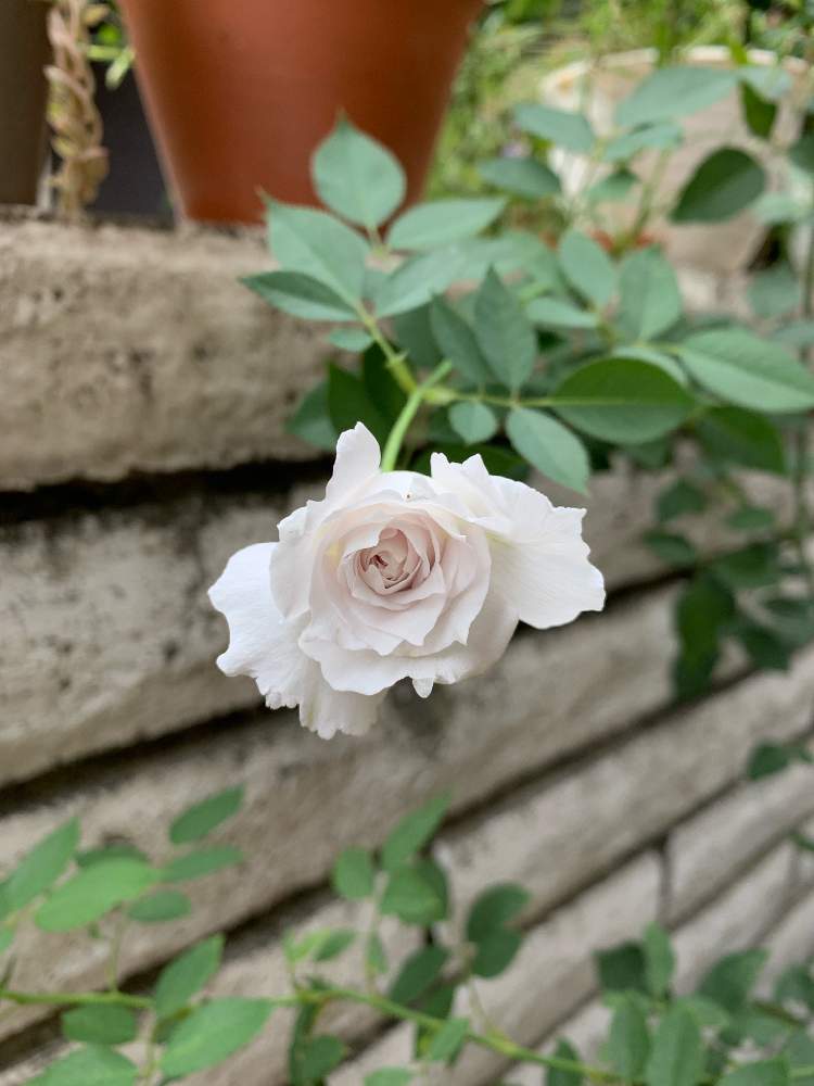 の画像 by mossさん | ガブリエルとバラ・ミニバラとヘブンシリーズとばら バラ 薔薇