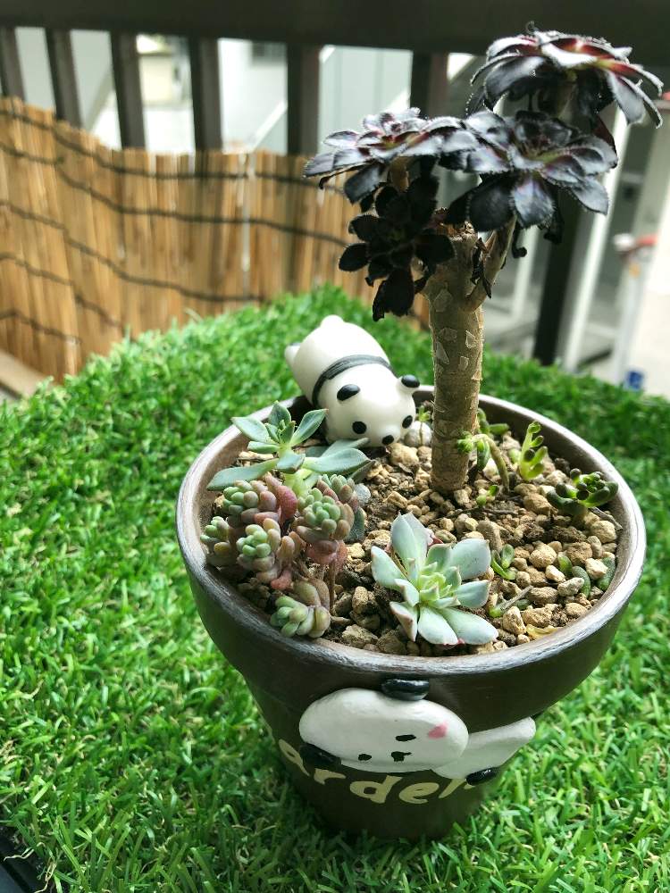 バルコニー/ベランダの画像 by kpさん | バルコニー/ベランダと多肉植物いろいろとアエオニウム属 黒法師とセダム属と多肉植物と初心者ですとがんばれ!がんばれ!とアエオニウム属と多肉のある暮らしとタニラーと多肉・黒法師とGREEN UP!と多肉初心者