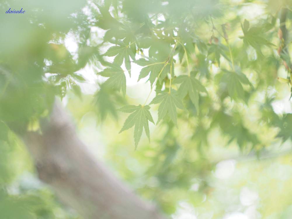 お出かけ先の画像 by だいすけさん | お出かけ先とモミジと昭和記念公園と国営昭和記念公園とオールドレンズと癒し空間と花のある暮らしとかわいいとお散歩
