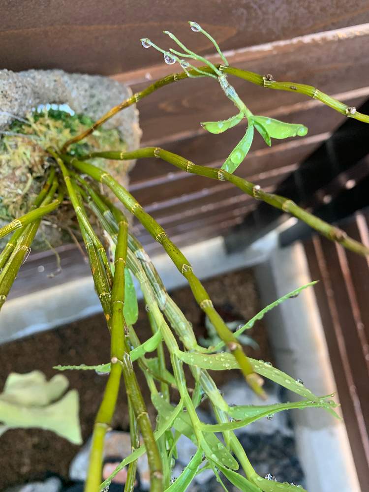 の画像 by お庭一年生さん | セッコクと石斛蘭と着生植物と坪庭と軽石鉢と高芽