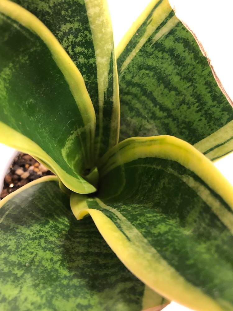 部屋の画像 by アヤアヤさん | 部屋と観葉植物とグリーンのある暮らしと新芽がカワイイと サンスベリア