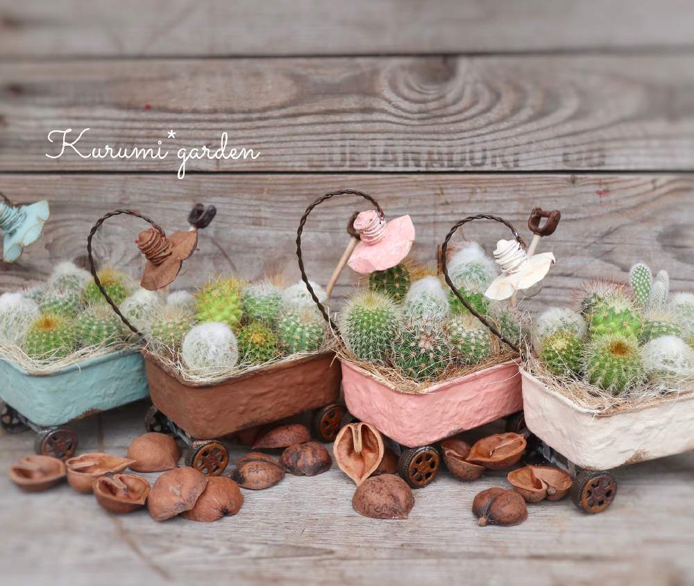 の画像 by くるみ*さん | サボテン寄せ植えとサボテンと可愛いサボテンと花車寄せ植えとKuruMi-*とサボテンの花車とオンラインショップとくるみガーデンとサボテンの寄せ植えとサボテンのある暮らしと花車とKurumi*garden