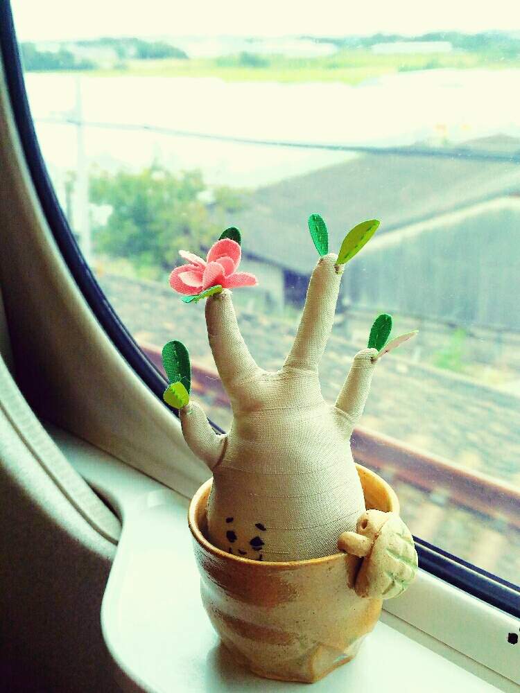 お出かけ先の画像 by poporopoooさん | お出かけ先と乗り鉄まんと多肉植物とアデニウム属とパキポディウム属とサボテン科と観葉植物と植物のある暮らしと塊根植物のある暮らしと塊根と陶器と塊根女子とぬいぐるみとコーデックスと緑のある暮らしと多肉女子と多肉植物とサボテンと塊根植物と多肉とフィギュアとアデニア属と花のある暮らしとインテリアグリーン