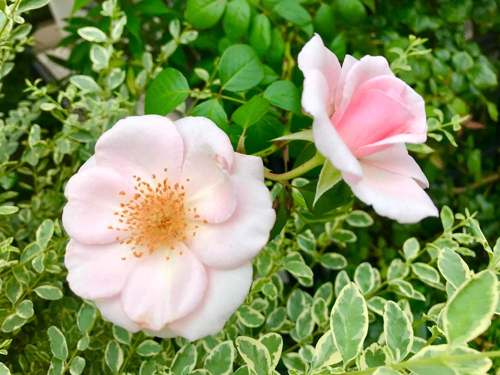 お出かけ先の画像 by MIさん | お出かけ先とバラと薔薇愛同盟