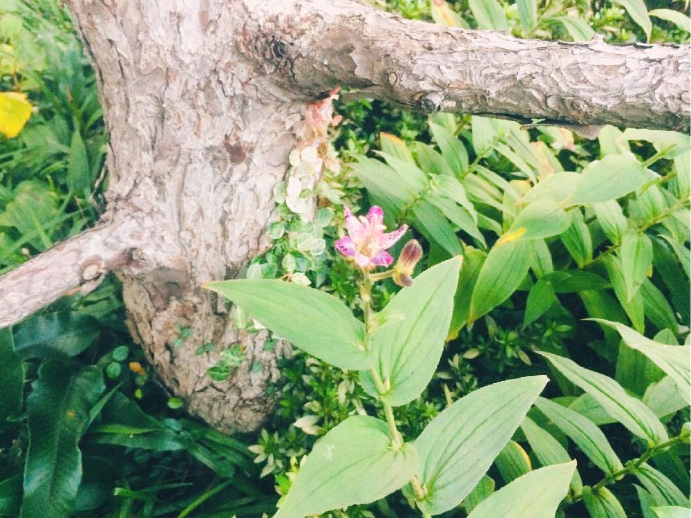 小さな庭の画像 by ほっぺさん | 小さな庭と花のある暮らしとホトトギス♡と秋の花 ♪とでも まだまだ暑い