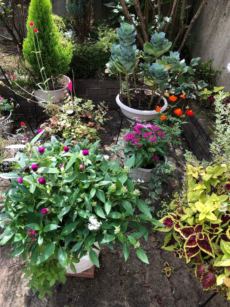 エクステリアの画像 by がーまさん | エクステリアとスリットバスケットと寄せ植えと応援するよと花のある暮らしと被災地にエールを…。