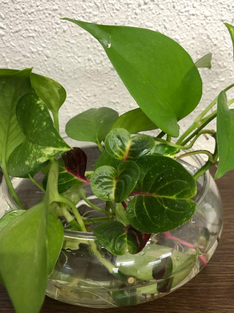 部屋の画像 by アヤアヤさん | 部屋とカラーリーフと観葉植物とグリーンのある暮らしと可愛い葉っぱとイレシネ☆