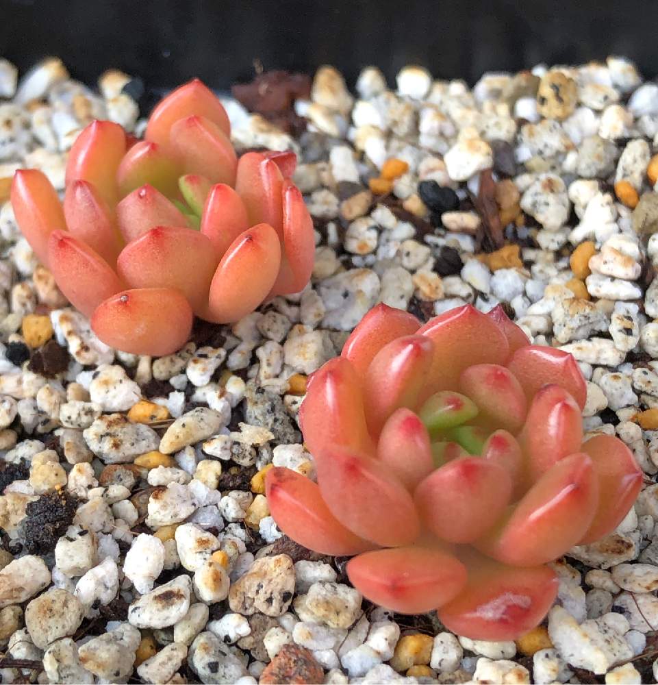 の画像 by うにてんてんさん | ピンクルルビーと多肉植物と多肉大好きと多肉のある暮らしと緑のある暮らしと多肉植物 多肉の有るくらし