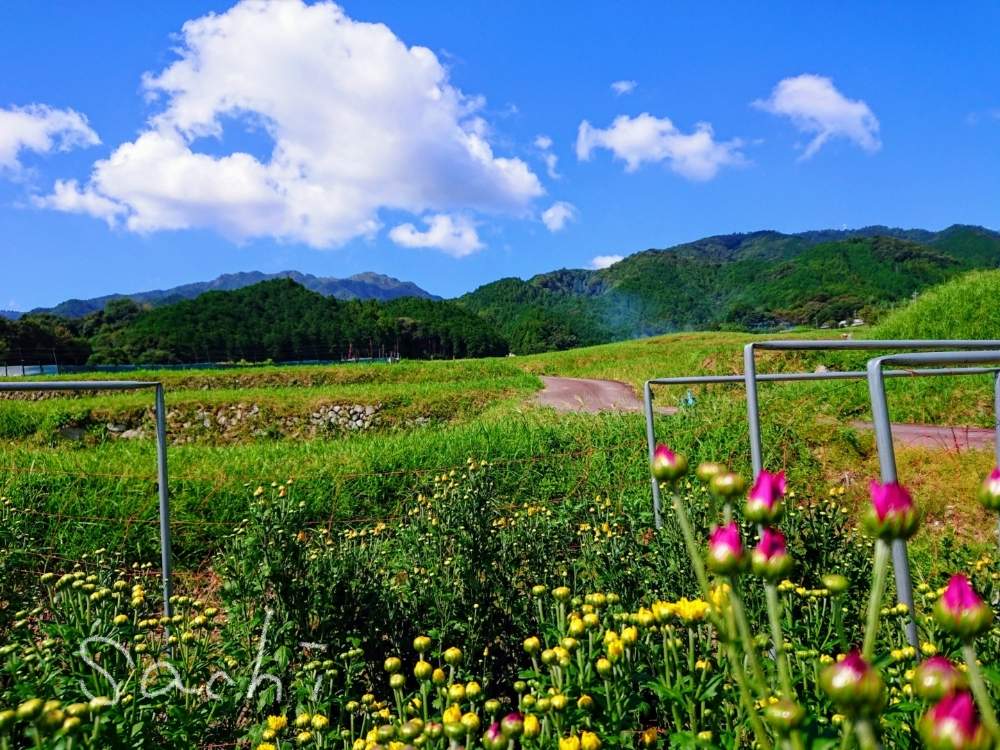 お出かけ先の画像 by sachiさん | お出かけ先とキクと残したい風景と田んぼの風景と今日の花便りと花のある暮らしと鈴鹿・亀山