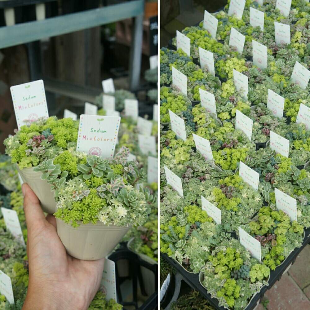 バルコニー/ベランダの画像 by 花安さん | バルコニー/ベランダと多肉植物と鹿児島多肉と鹿児島多肉販売と花安と入荷情報と入荷と多肉植物工房 花安と多肉植物寄せ植えと多肉のある暮らしと多肉植物販売とセダム寄植えと多肉女子と多肉入荷と鹿児島と多肉植物工房と多肉狩りと多肉植物入荷