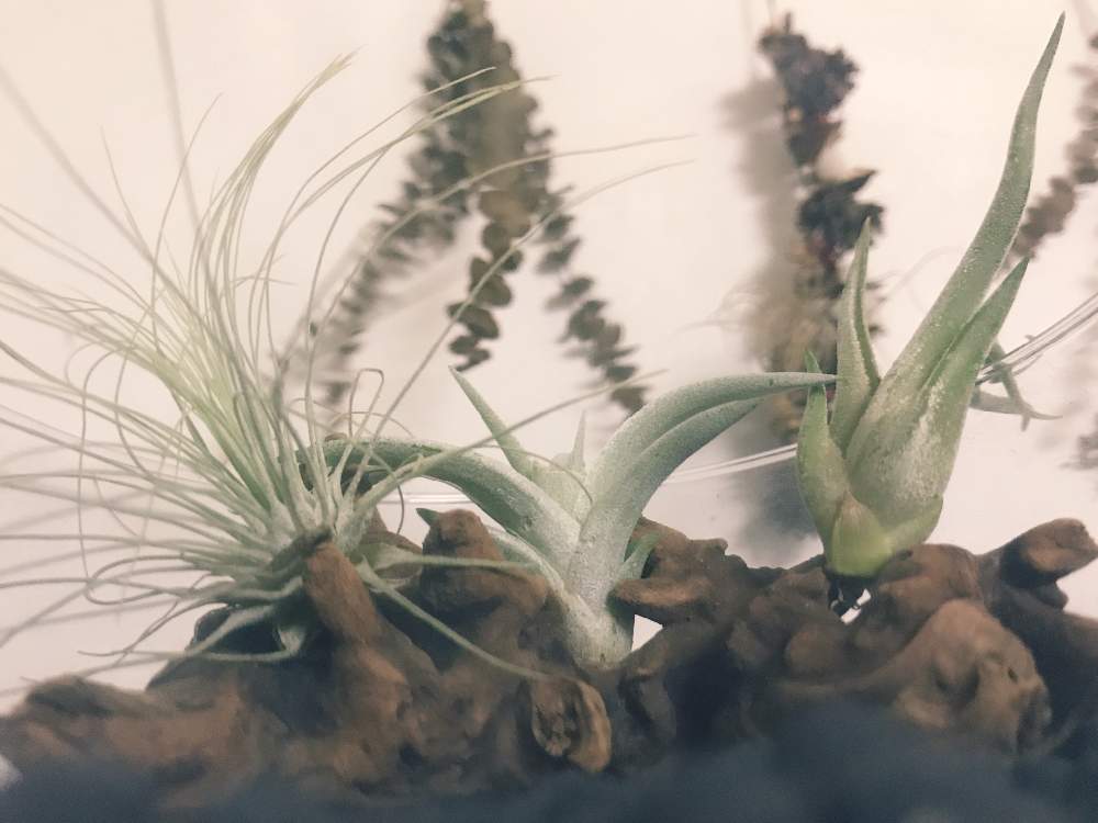 の画像 by ふっちゅ /脱力妻の植物観察日記さん | カプトメデューサとハリシーとフクシーと観葉植物と室内観葉植物と脱力妻とgreen green greenと多肉女子と観葉植物観察日記とゆる妻とGREEN UP!とボタニカルライフと植中毒とNo life No plantsとNo plants No life