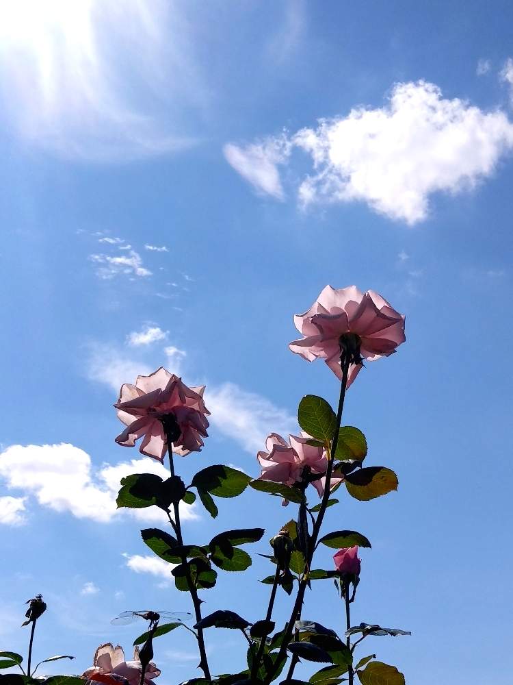 お出かけ先の画像 by つきかさん | お出かけ先とピンクの花ときれいと空に向かってと花のある暮らしとばら 薔薇 バラ