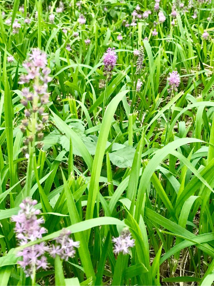 の画像 by やま7さん | いいなぁ~とお散歩写真と涼しげな色と花のある暮らしと私好み♡と自然が好きとツルボ *
