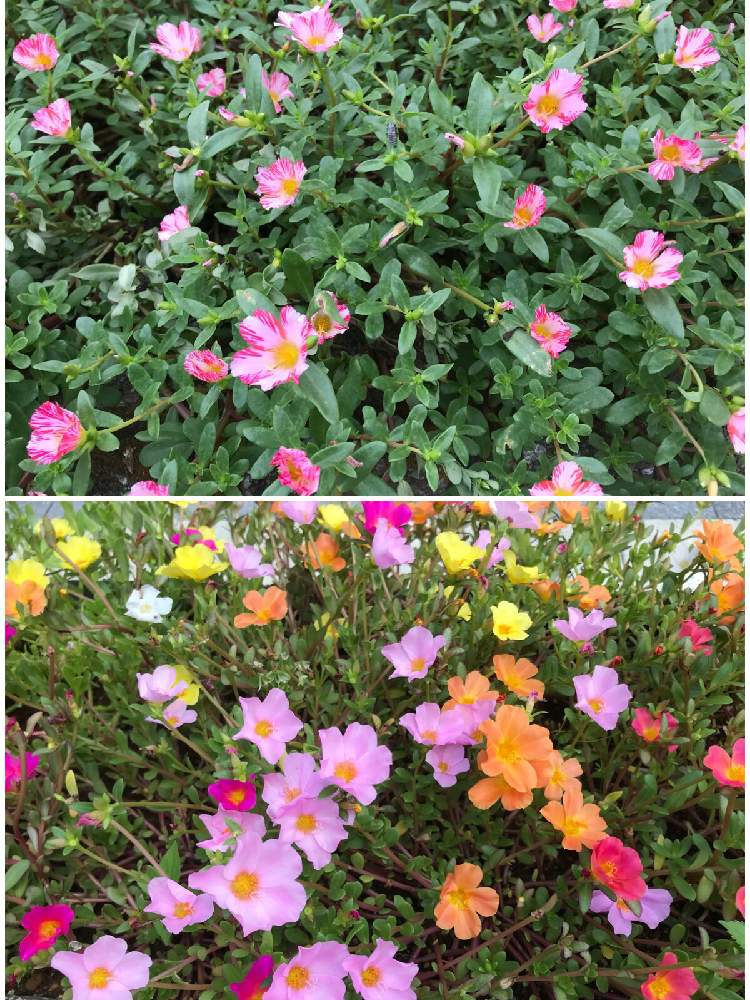 お出かけ先の画像 by ひめだかさん | お出かけ先とポーチュラカと匍匐性と日光好きと花期長いと耐暑性と非耐寒性と花のある暮らしとグランドカバーと一年草と地植えと散歩中