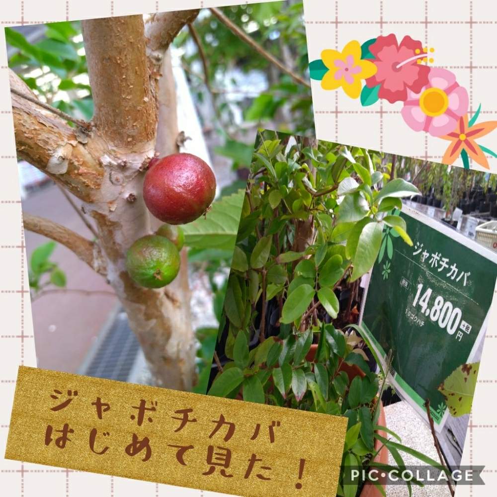 お出かけ先の画像 by リオさん | お出かけ先とジャボチカバと南国植物