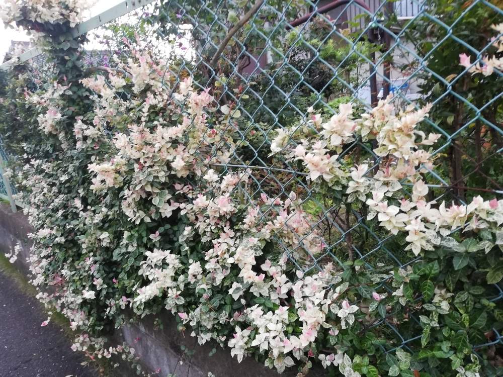 お出かけ先の画像 by エミコさん | お出かけ先と癒やされるとスマホ撮影とピンクの花と美しいと綺麗ときれいな色と花のある暮らしとかわいいと晴れと楽しみ〜と花は癒やし♡