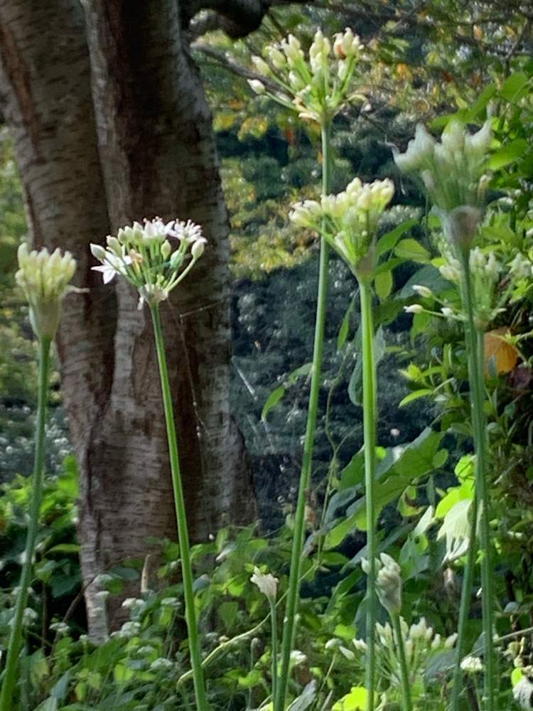 お出かけ先の画像 by Flowerさん | お出かけ先とニラと白い花と花のある暮らしと公園さんぽとGS映え