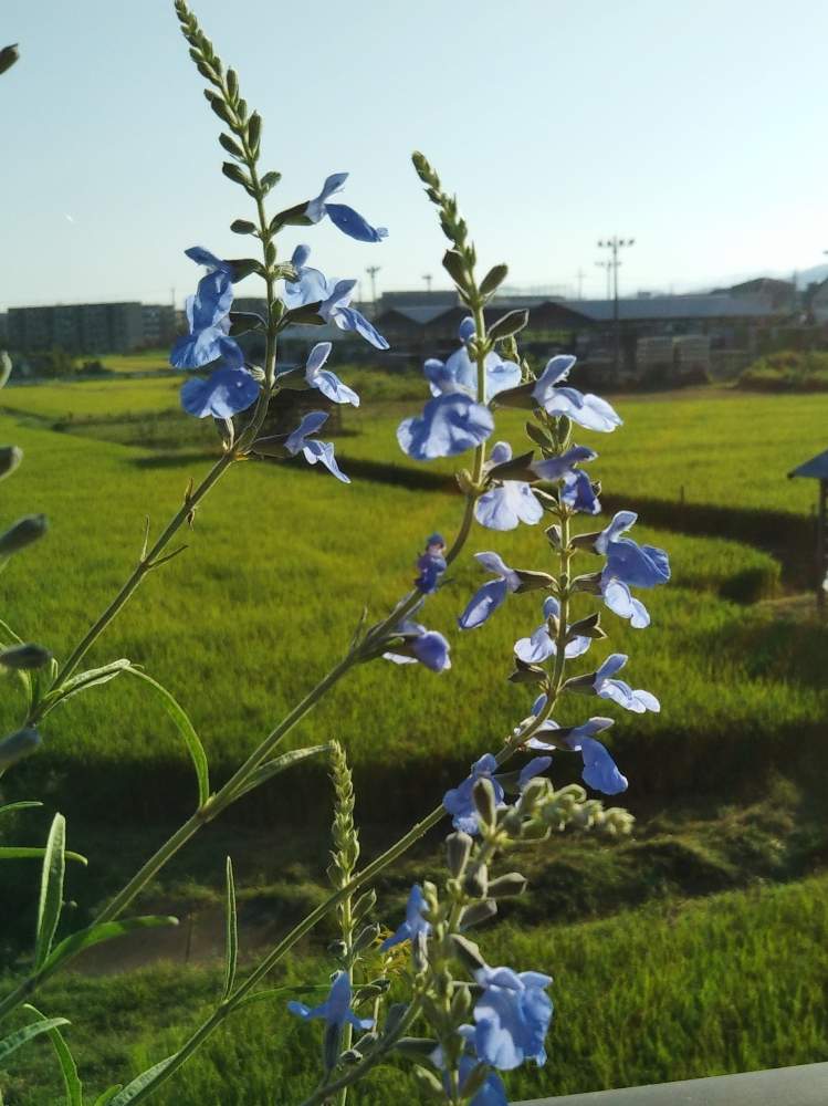 広い庭の画像 by norikoさん | 広い庭と地植えと南側庭と宿根草♬.*゚と何年も(*˘︶˘*).。.:*♡とチーム・ブルー