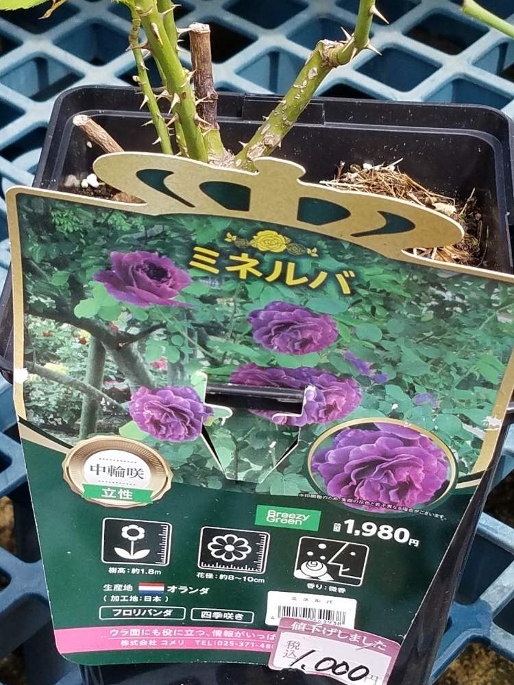 の画像 by えいきち×GARDENさん | ミネルバとやる奴はやると完治祈願とGS永ちゃん部と薔薇♪とえいきち★ガーデンと地植えと紫の花と薔薇初心者
