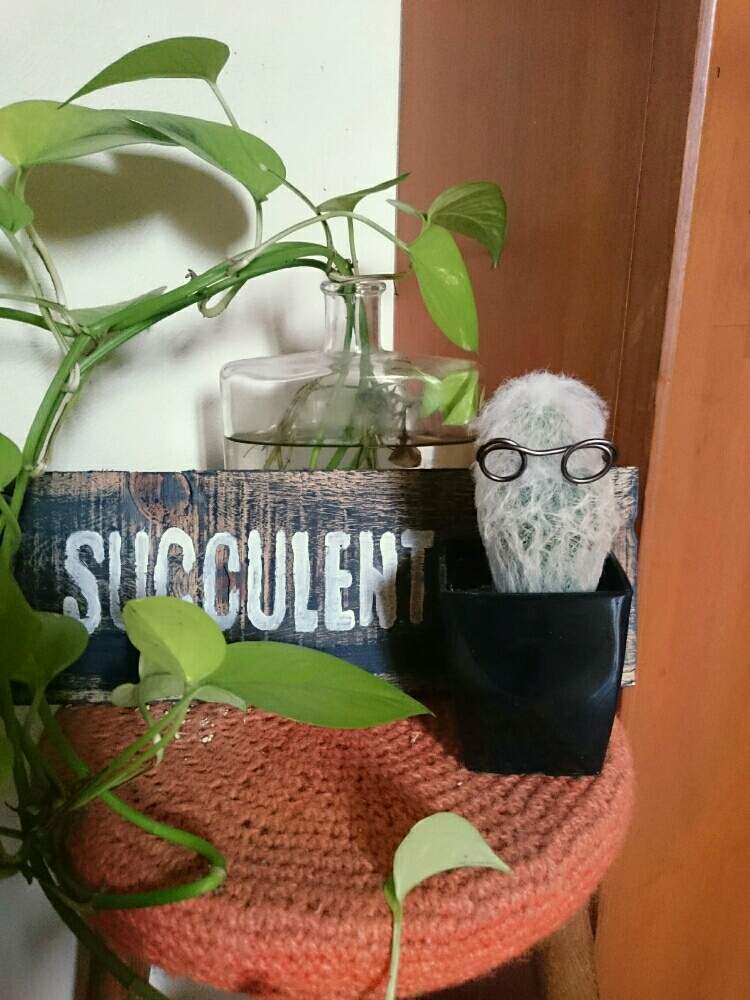 部屋の画像 by GreenGardenさん | 部屋とメガネと多肉植物とサボテン科と老楽☆とjunkと今日の一枚と多肉女子と多肉好きと雑貨