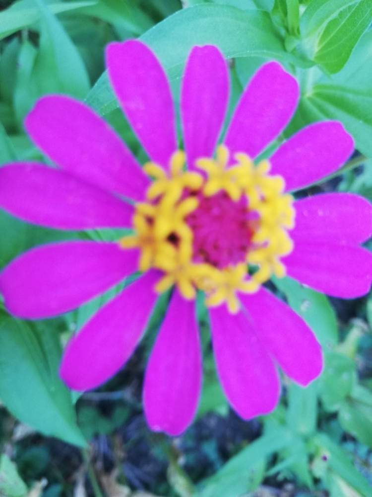 お出かけ先の画像 by エミコさん | お出かけ先と癒やされるとスマホ撮影とピンクの花と美しいと綺麗ときれいな色と花のある暮らしとかわいいとお花と晴れと楽しみ〜とお花好きと花は癒やし♡
