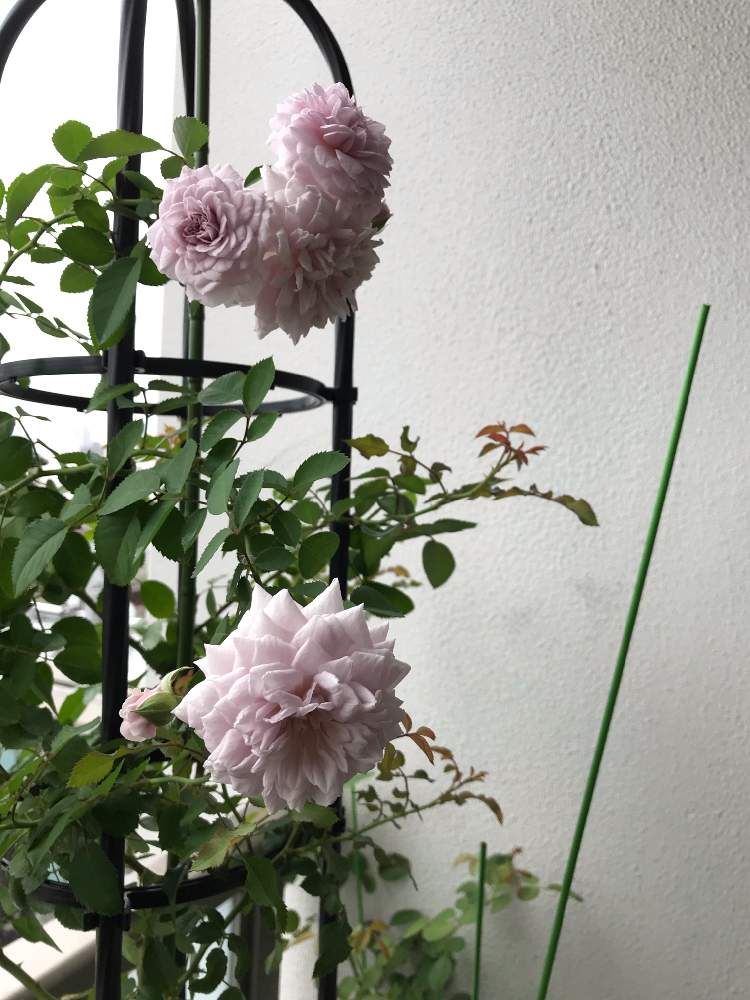 バルコニー/ベランダの画像 by ☆Mayuka☆さん | バルコニー/ベランダとレイニーブルーとノーローズノーライフと薔薇の虜。とばら バラ 薔薇と薔薇に魅せられてと薔薇に夢中とバラの季節と可愛い〜♡とLOVE GREENと緑に癒される(´- `*)と花のある暮らしと薔薇♪とばら 薔薇 バラとバラ・ミニバラとflowers loverと緑大好き❤とlove plantsといやし♪と植物に癒されてと植物愛