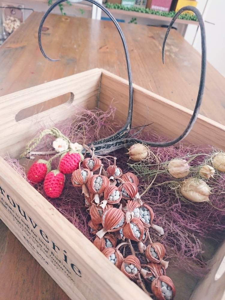 の画像 by kaorioka 2さん | 悪魔の爪と月桃の実とニゲラとスモークツリードライと毎月15日はいちごの日とHTCと負けるなもんもんチャンと早起き倶楽部とHTCNo.176とチッチャイ星人同盟とご安全にーとGSミニモニ。と全国オヤジ連合会とバラと夢CLUBと全国オヤジ連合会No.5とレッツゴー三匹とたにおたくらぶとGS植物うちなーぐち会