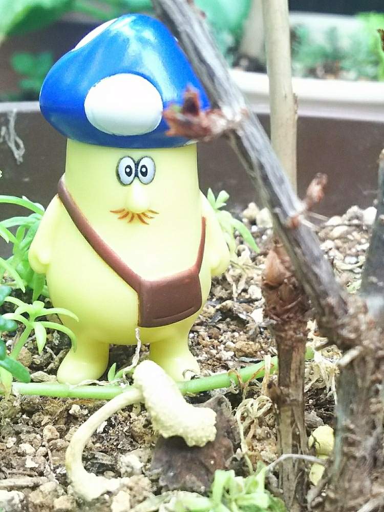 バルコニー/ベランダの画像 by アコウテさん | バルコニー/ベランダとキノコ!とベランダ多肉と植欲旺盛と植中毒と多肉初心者