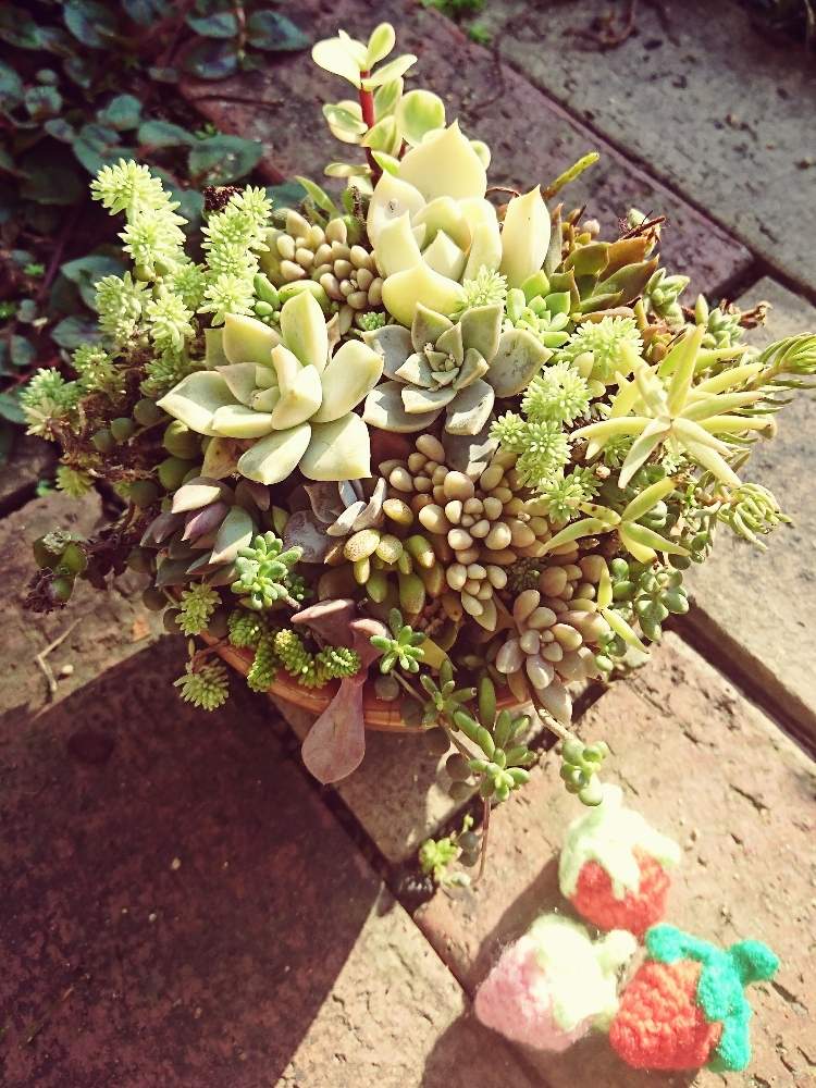 の画像 by 花MARUさん | 多肉植物と寄せ植えと葉っぱのある暮らしと多肉植物のある暮らしと晴れの国タニラーGPとバラと夢CLUBと多肉ラボ©と葉っぱ大好きと毎月15日はいちごの日と花のある暮らしとたにおたくらぶと被災地に心をよせて☘️とMARUペースで投稿とGS植物うちなーぐち会