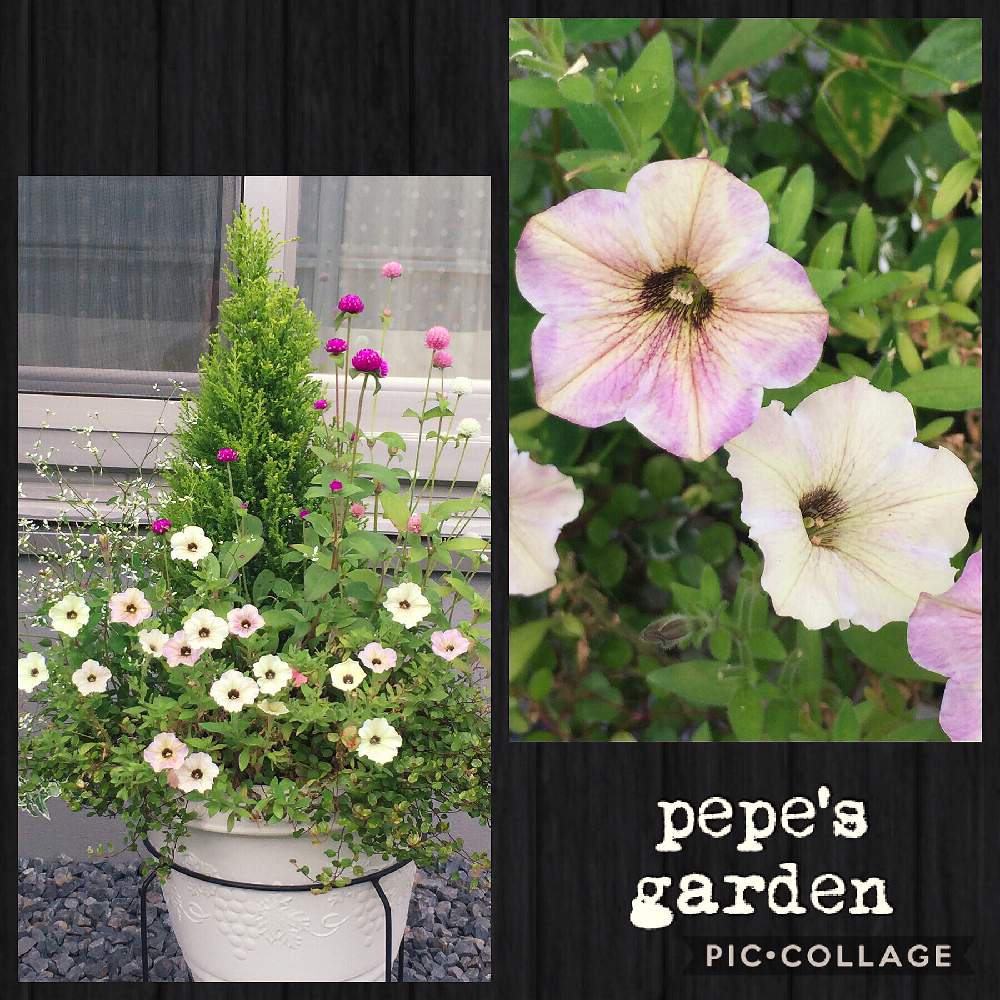 の画像 by ★pepe★さん | 初心者ですとうつくしま福島とお気に入り♡と嬉しいと癒しと東北と秋色とセンニチコウ♡と可愛いと花のある暮らしとユーフォルビアと夏の終わりと大好きペチュニア&カリブラコアとやっぱり花が好き♡と玄関前とiPhone撮影