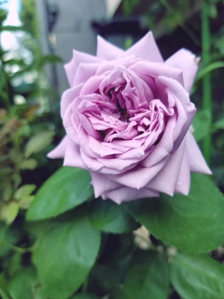 小さな庭の画像 by ニワバラベラバラさん | 小さな庭とカインダブルーと木酢液とばら バラ 薔薇とムラサキの花と台風に負けないと今朝7時撮影と薔薇に魅せられてと癒しとGS映えと夏の花と薔薇のある暮らし♡と花のある暮らしとお花のある生活とバラ・ハイブリッドティーと薔薇♪とばら 薔薇 バラとバラ・ミニバラと葉水とリキダス