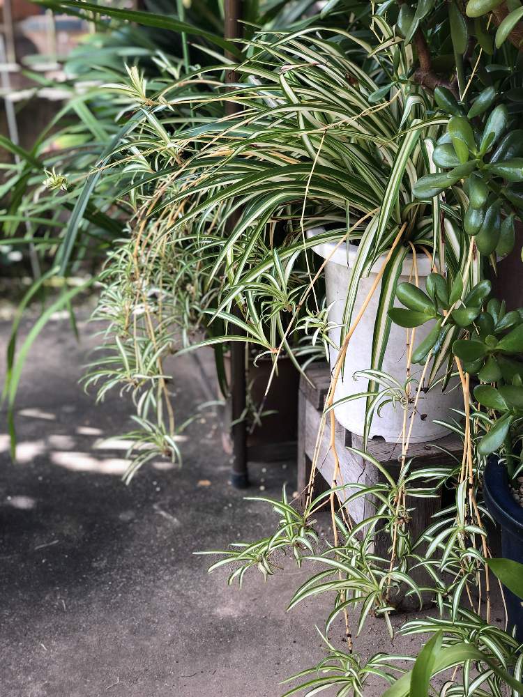 小さな庭の画像 by bukkieさん | 小さな庭とオリヅルランと観葉植物と植物男子と緑のある暮らしとガーデニングと花のある暮らし