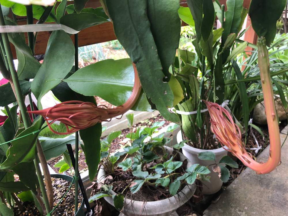 小さな庭の画像 by bukkieさん | 小さな庭とゲッカビジンと多肉植物と観葉植物と植物男子と緑のある暮らしとガーデニングと花のある暮らし