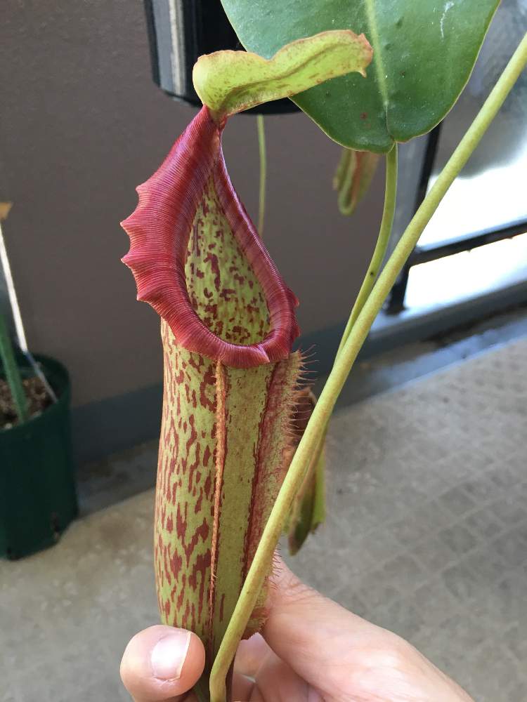 バルコニー/ベランダの画像 by コウさん | バルコニー/ベランダと植物男子と食虫植物とネペンテス属と植中毒と不思議とネペンテス交配種と珍奇植物と花のある暮らしと食虫植物広め隊