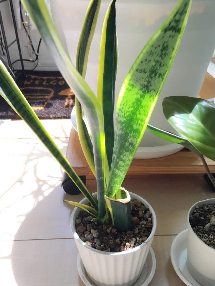 部屋の画像 by ちいさん | 部屋とサンセべリアと観葉植物と100均と植中毒