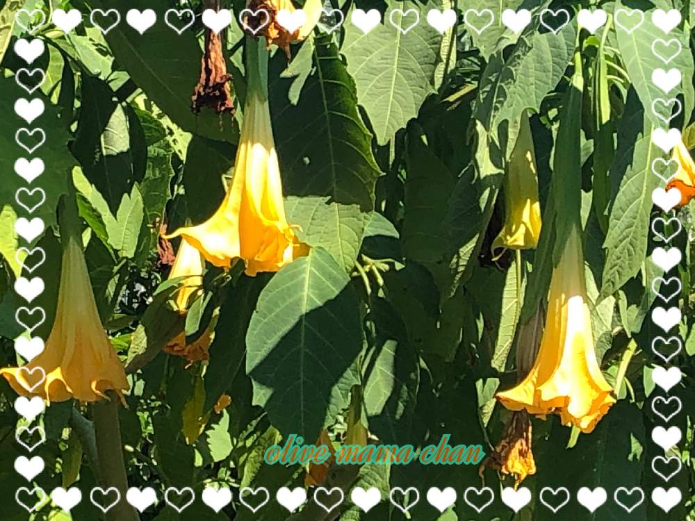 お出かけ先の画像 by オリーブママちゃんさん | お出かけ先と公園の植栽とエンジェルストランペットの花と癒しを求めてとオリーブママちゃんの観察日記と日常生活は楽しいわ♡とまだ、季節は後戻りです。とほっこり♡とGS映えとハーブは楽し♡とno green no lifeとこんなこともあるあると花のある暮らしとGS皆様ありがとうとおはようございます❣️とGREEN UP!と楽しい時間
