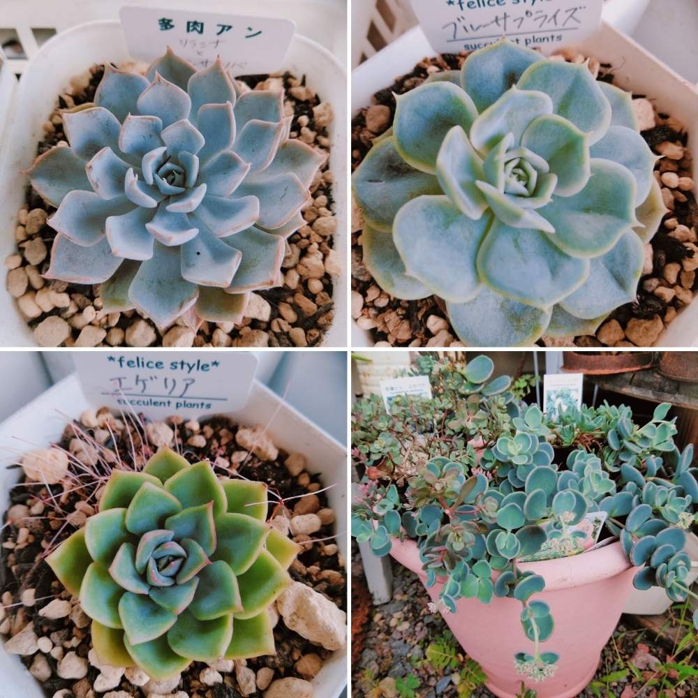 広い庭の画像 by smilehappynaturalさん | 広い庭と多肉植物と北部九州多肉の会とリラシナxザラゴーサspノバ*とエゲリアと深呼吸したくなる部屋フォトコンとGS映えとナチュラルガーデンとGS日和とエケベリア・ブルーサプライズとno green no lifeと緑のある暮らしとnaturalgardenと多肉好きな人と繋がりたいと多肉女子と庭のある暮らしとF29会とタニラーとjunkgardenとガーデニングと花のある暮らしと多肉寄せ植え