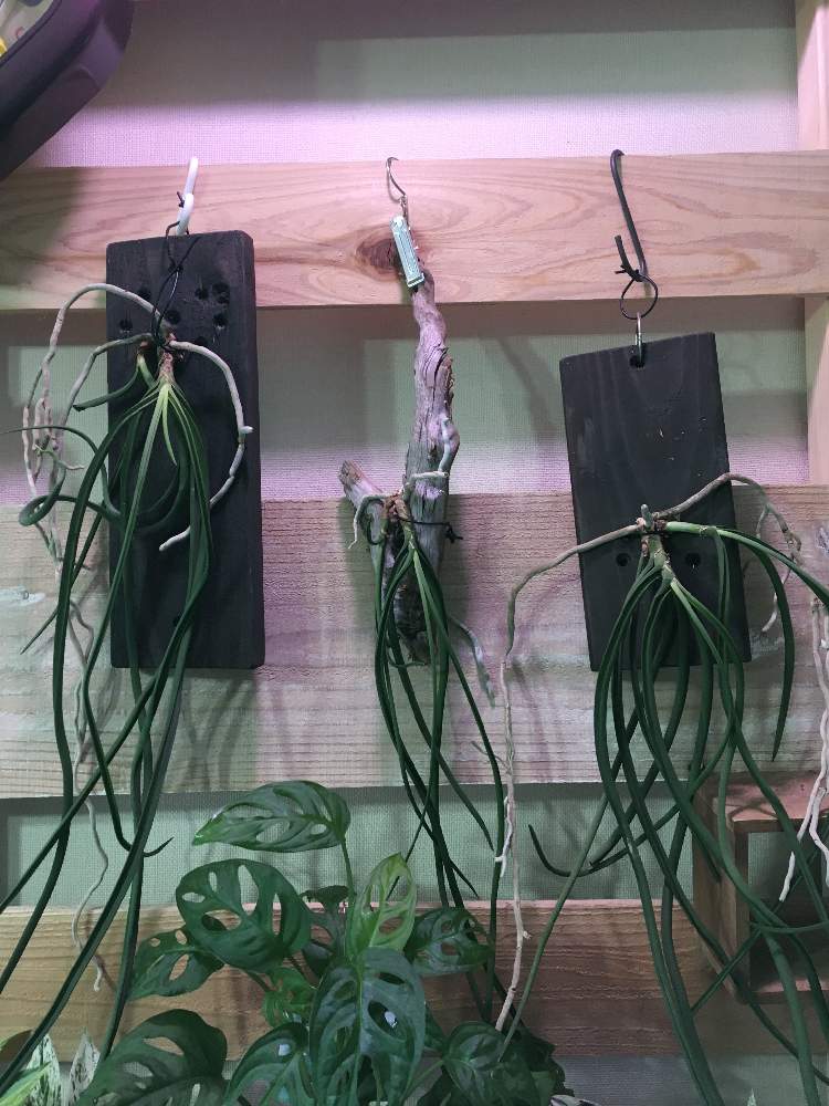 部屋の画像 by jokerさん | 部屋とミトラタと着生植物と着生ランと珍奇植物とジャンク雑貨