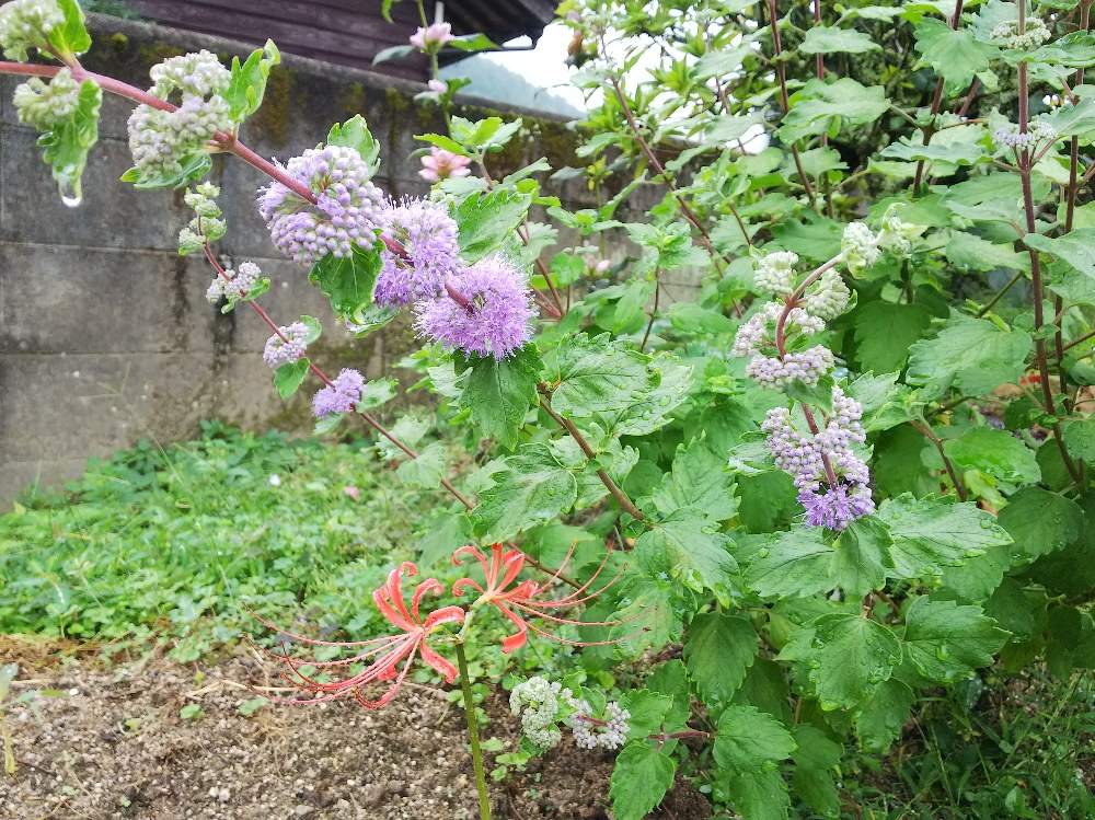 小さな庭の画像 by のぶりんさん | 小さな庭とボタニカルライフと見切り品に弱いと宿根草♪と花のある暮らしと見切り品救出と秋の花と地植え