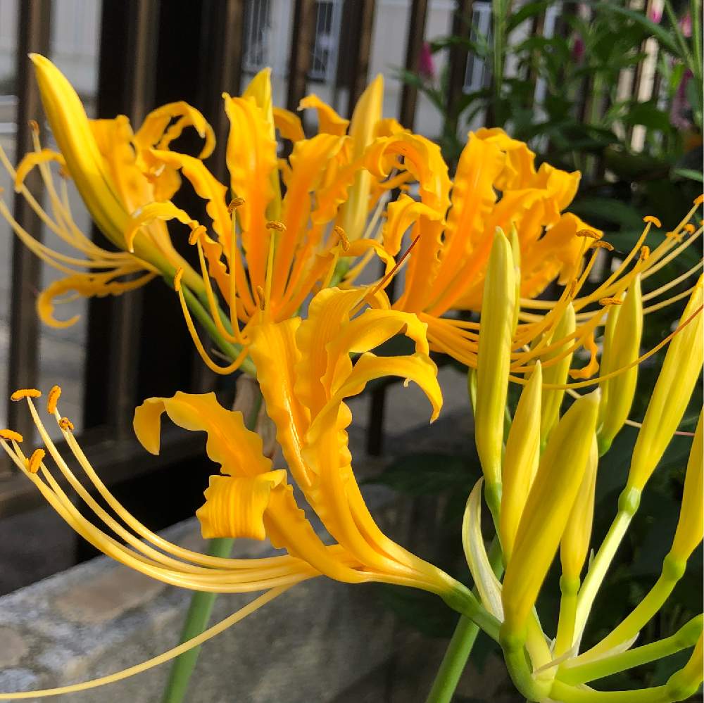 お出かけ先の画像 by 和さん | お出かけ先とリコリスとヒガンバナとはたけと咲いた!と黄色の花とリコリスの花と彼岸花と黄色い彼岸花とショウキズイセン・リコリス