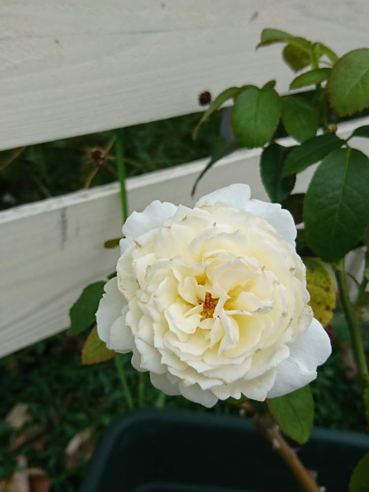 小さな庭の画像 by 林檎さん | 小さな庭とバラ ボレロとバラタニランとトゲトゲとばら バラ 薔薇と薔薇愛同盟と薔薇に魅せられてと可愛い〜♡と花のある暮らしと白い花とロザリアン