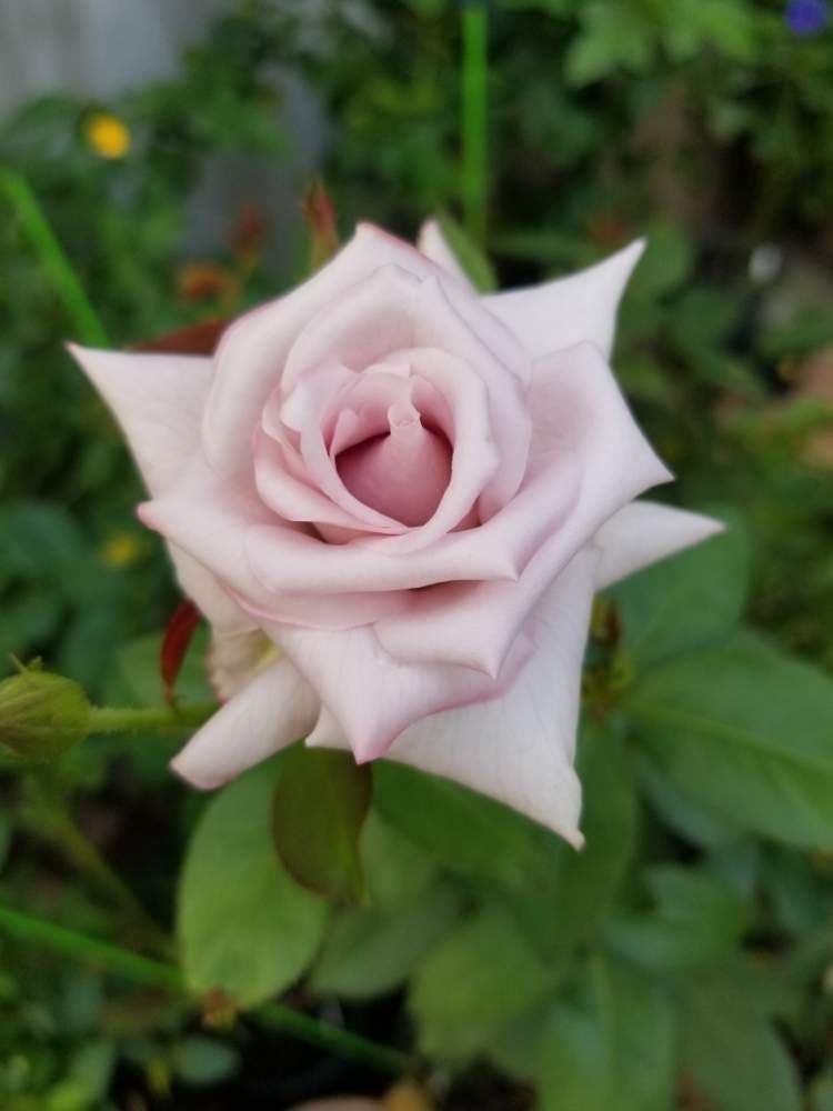 小さな庭の画像 by ニワバラベラバラさん | 小さな庭とブルームーンとムラサキの花とGS映え